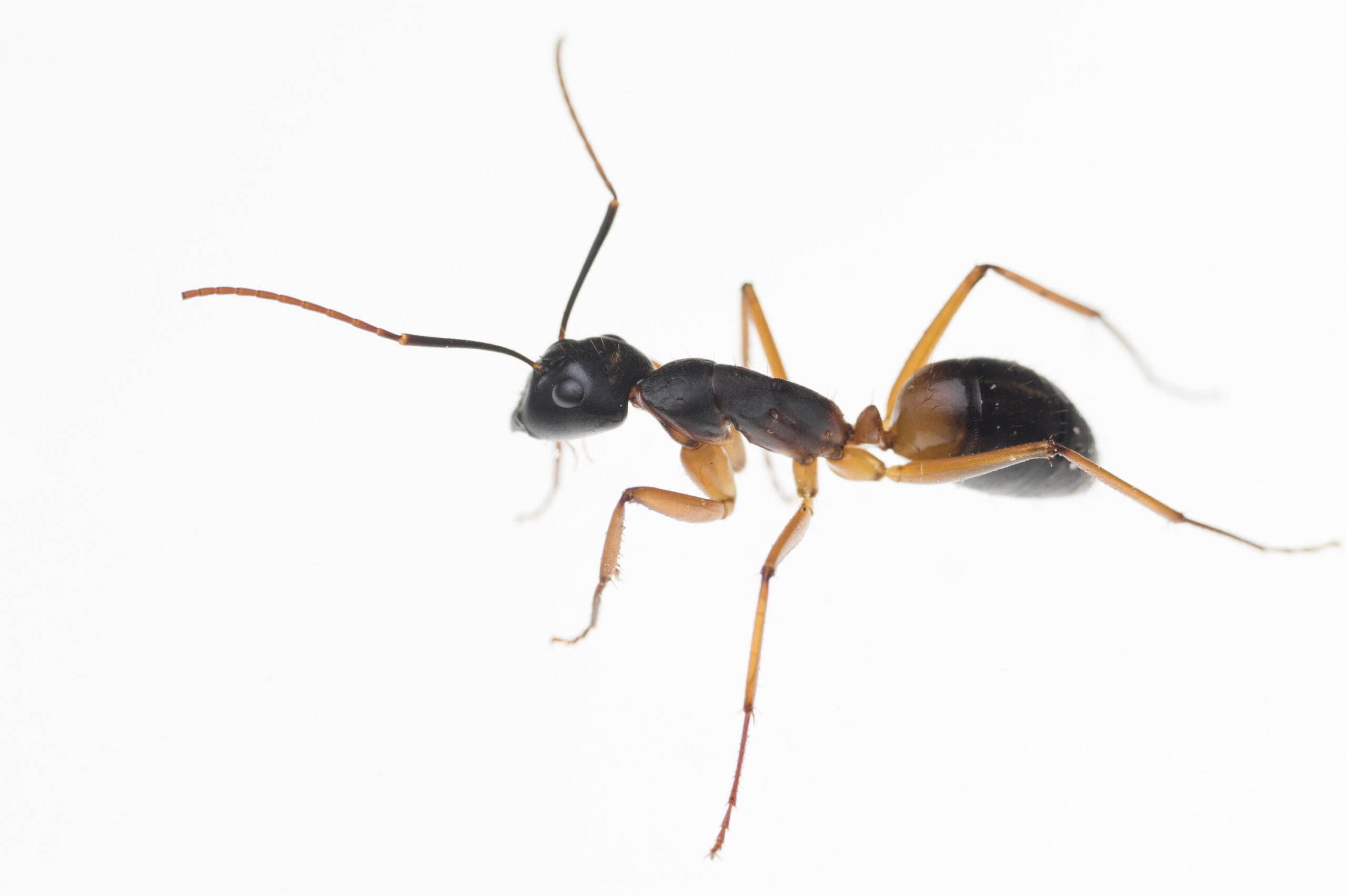 Banded sugar ant